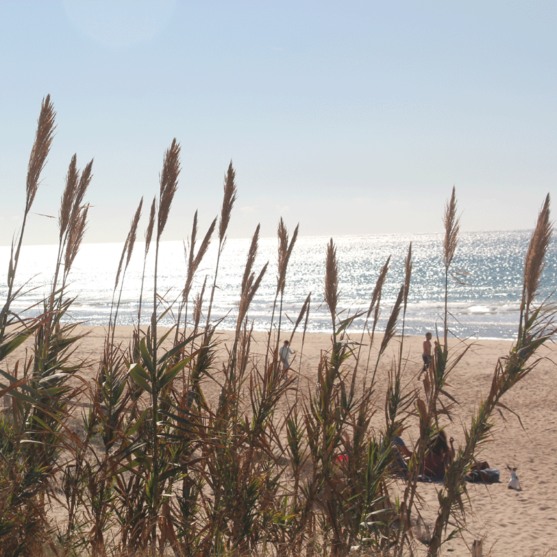 beach_gras
